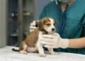 Por qué se celebra hoy el Día del Veterinario en la Argentina