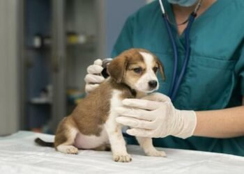 Por qué se celebra hoy el Día del Veterinario en la Argentina