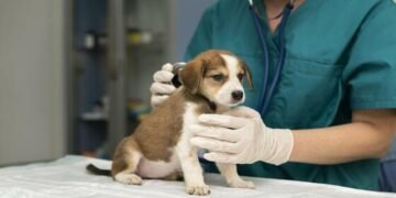 Por qué se celebra hoy el Día del Veterinario en la Argentina