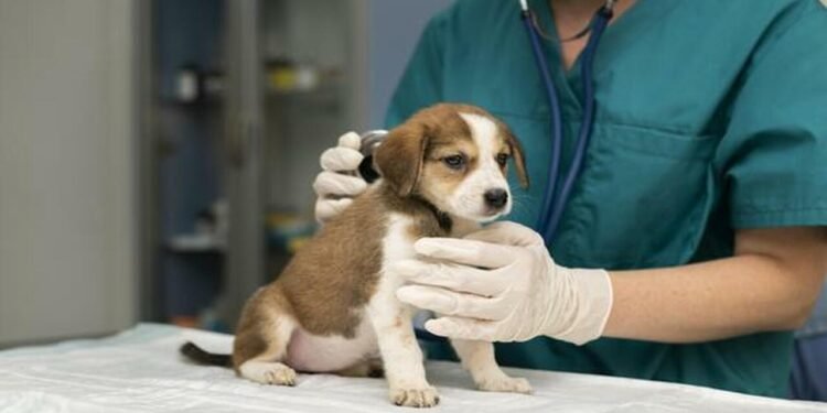 Por qué se celebra hoy el Día del Veterinario en la Argentina
