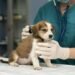 Por qué se celebra hoy el Día del Veterinario en la Argentina