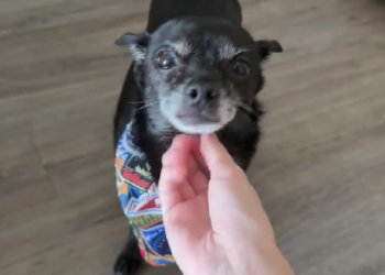 Un perro chihuahua se volvió viral en TikTok por su insólita reacción a los sonidos de pedos