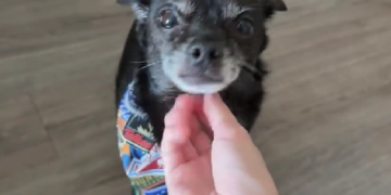 Un perro chihuahua se volvió viral en TikTok por su insólita reacción a los sonidos de pedos