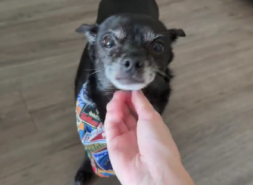 Un perro chihuahua se volvió viral en TikTok por su insólita reacción a los sonidos de pedos