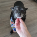 Un perro chihuahua se volvió viral en TikTok por su insólita reacción a los sonidos de pedos