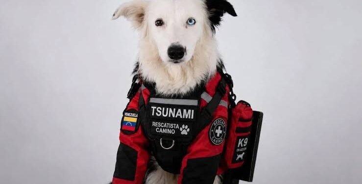 Inmortalizaron con una estatua a Tsunami, el perro rescatista que salvó 26 vidas tras los terremotos en Venezuela
